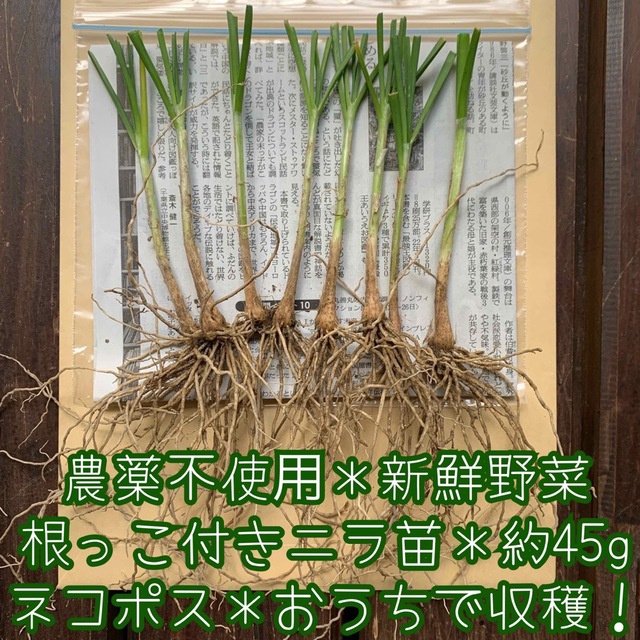 農薬不使用＊新鮮野菜＊根っこ付きニラの苗＊約45g＊初心者向け＊ネコポス 食品/飲料/酒の食品(野菜)の商品写真