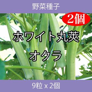 野菜種子 EAS ホワイト丸莢オクラ 9粒 x 2袋(野菜)