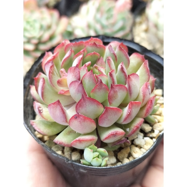 ドリームローズ ひら 抜き苗 多肉植物 ドリームローズ ひら 抜き苗 多肉植物