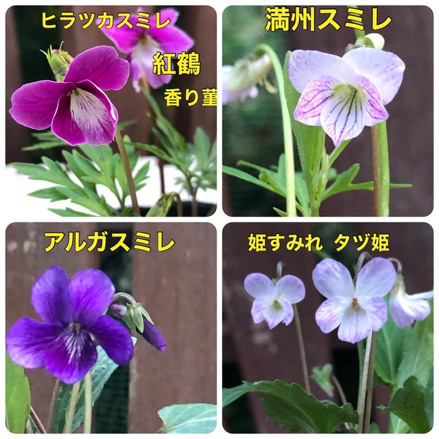 花の種 スミレ種  ✿.*・珍しい✿.*・ すみれ 菫 花種 宿根草 多年草 ハンドメイドのフラワー/ガーデン(その他)の商品写真