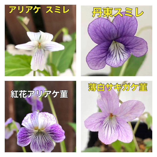 花の種 スミレ種  ✿.*・珍しい✿.*・ すみれ 菫 花種 宿根草 多年草 ハンドメイドのフラワー/ガーデン(その他)の商品写真