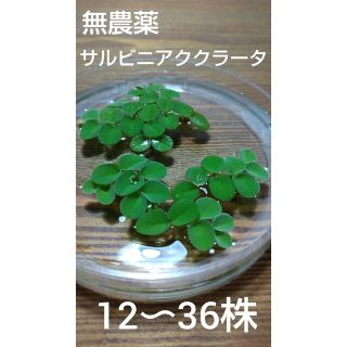 無農薬　サルビニアククラータ　12〜36株(アクアリウム)