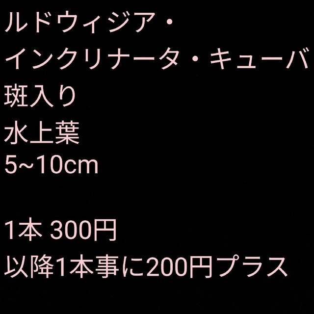 ルドウィジア・キューバ斑入り水上葉 その他のペット用品(アクアリウム)の商品写真