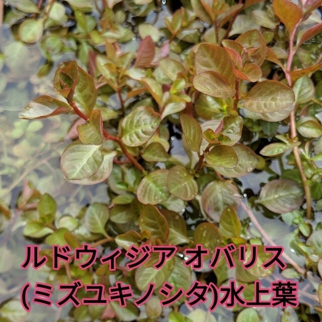 ルドウィジア・オバリス水上葉 その他のペット用品(アクアリウム)の商品写真