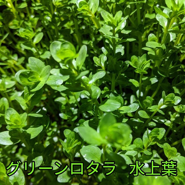 グリーンロタラ水上葉 その他のペット用品(アクアリウム)の商品写真