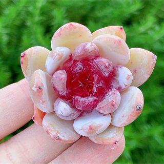 蜜糖 新品種 多肉植物 超美苗の通販 by momo's shop|ラクマ
