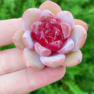 蜜糖 新品種 多肉植物 超美苗の通販 by momo's shop|ラクマ
