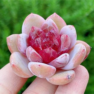 蜜糖 新品種 多肉植物 超美苗の通販 by momo's shop|ラクマ