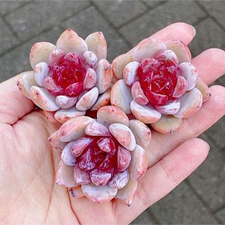 蜜糖 新品種 多肉植物 超美苗の通販 by momo's shop|ラクマ