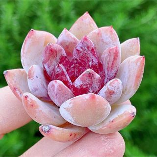 蜜糖 新品種 多肉植物 超美苗の通販 by momo's shop|ラクマ
