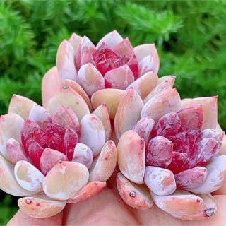 蜜糖 新品種 多肉植物 超美苗の通販 by momo's shop|ラクマ