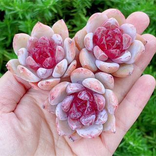蜜糖 新品種 多肉植物 超美苗の通販 by momo's shop|ラクマ