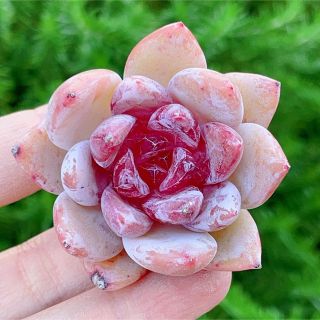 蜜糖 新品種 多肉植物 超美苗の通販 by momo's shop|ラクマ