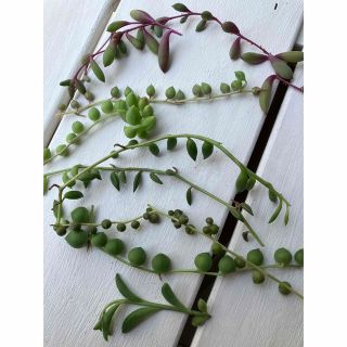 SOLD☆多肉植物☆ネックレス5種(その他)