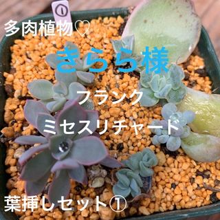 多肉植物❤︎発芽発根済み♪葉挿しセット①(その他)