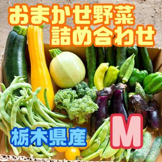 おまかせ野菜詰め合わせBOX【M】(野菜)