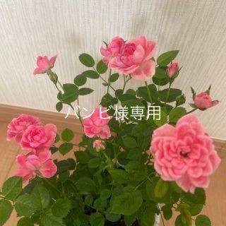 ミニ薔薇　苗薄いピンク　(プランター)