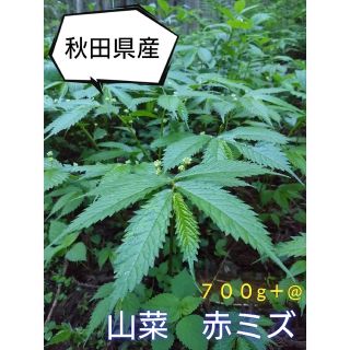 山菜　天然　赤ミズ  秋田県産　700g＋@(野菜)