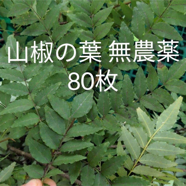 山椒の葉 80枚 - 虫類用品