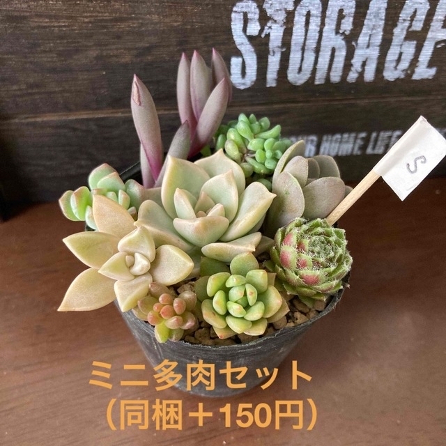 多肉植物 同捆 セット