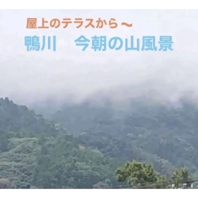 人気のさつまいも苗(紅はるか)ねっとりしたとても甘い 20本+予備苗 食品/飲料/酒の食品(野菜)の商品写真