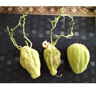 大きな ハヤトウリ種  ハヤトウリ 苗(野菜)