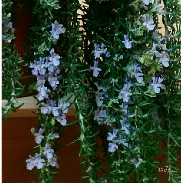 根付き苗［D16］可愛い花が咲く素敵な香りのローズマリー♪お料理にも鑑賞にも ハンドメイドのフラワー/ガーデン(プランター)の商品写真