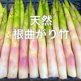 天然 根曲がり竹 3キロ 根曲竹 ネマガリタケ ネマガリダケ 姫竹 笹竹(野菜)