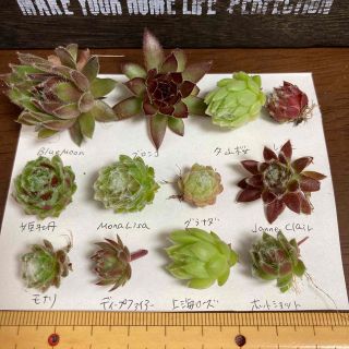多肉植物◇センペル　お名前付きセット(その他)