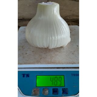 ジャンボニンニク（生）L～2Lサイズ 4kg 栽培期間中無農薬、無化成肥料栽培(野菜)