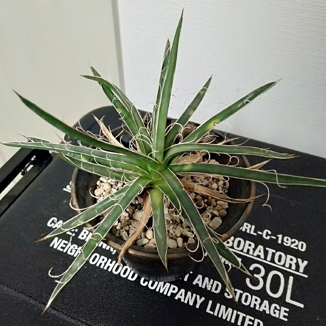 楽ギフ_のし宛書】 アガベ 白糸の滝 地植え大株 植物/観葉植物 楽ギフ_のし宛書】 アガベ 白糸の滝 地植え大株 植物/観葉植物