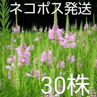 ハナトラナオの苗。30本+5株(プランター)