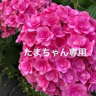 紫陽花苗木(その他)