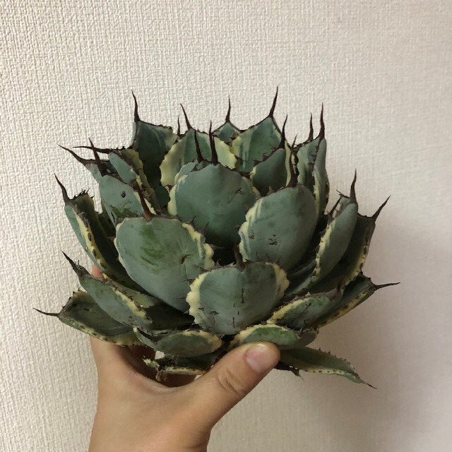 3%OFFクーポン利用でポイント最大8倍相当 アガベ 多肉植物 吉祥冠錦