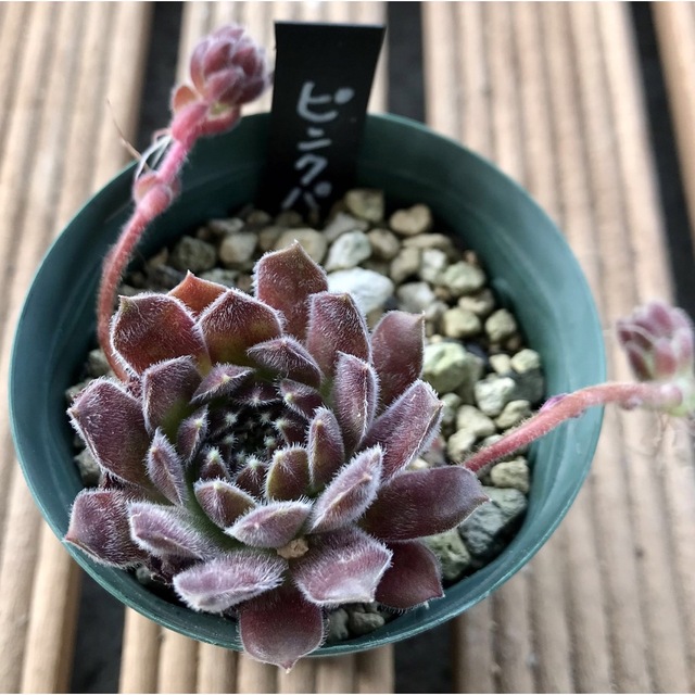 センペルビウム ピンクパフ 植物 | colcuidar.com