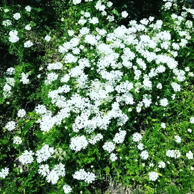オルラヤ　種　ホワイトレースフラワー ハンドメイドのフラワー/ガーデン(プランター)の商品写真