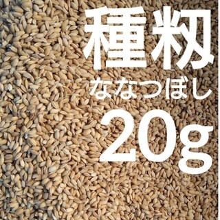 種籾　R5年度　ななつぼし　20g　種もみ　バケツ栽培(米/穀物)