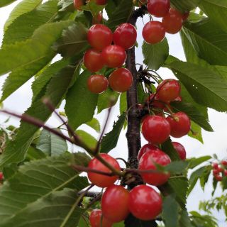 山梨県産さくらんぼ　佐藤錦1kg(フルーツ)