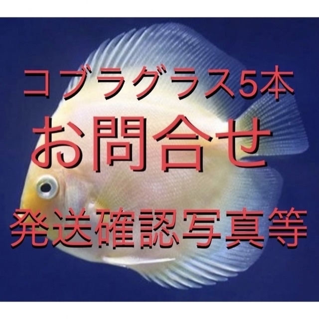 高評価の贈り物 aquatic plants お問合せ・発送確認写真・その他など