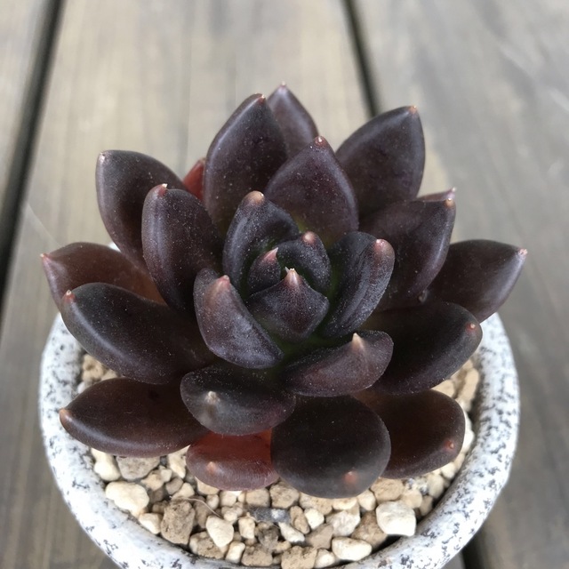 多肉植物13黒鳥 エケベリア 韓国苗の通販 by 多肉植物 多肉植物13黒鳥 エケベリア 韓国苗の通販 by 多肉植物