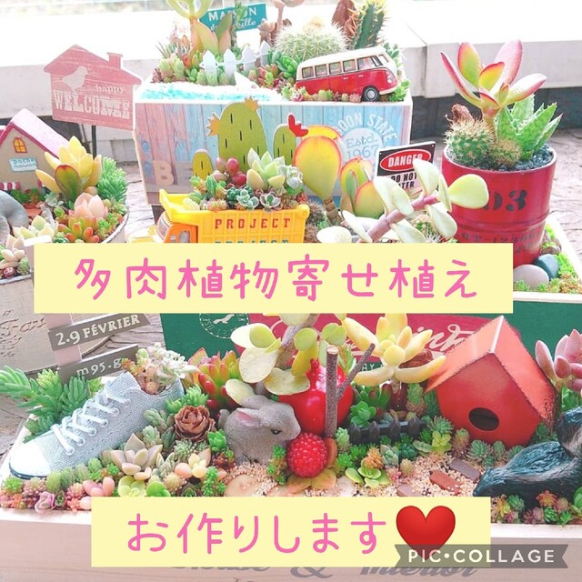 多肉植物 寄せ植え オーダー受付中の通販 by aju's shop 多肉植物 寄せ植え オーダー受付中の通販 by aju's shop