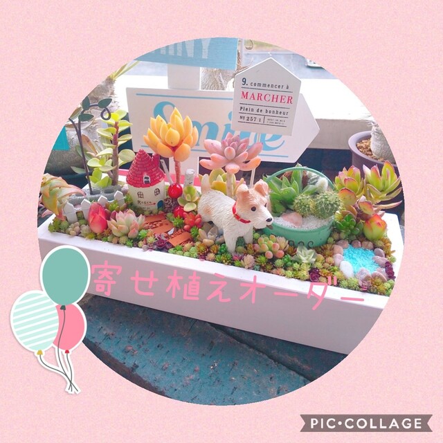 多肉植物 寄せ植え オーダー受付中の通販 by aju's shop 多肉植物 寄せ植え オーダー受付中の通販 by aju's shop