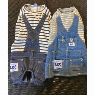 リー(Lee)のペットパラダイス　Lee(犬)