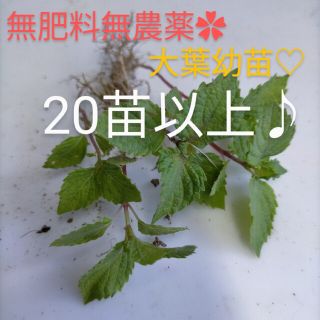 無肥料無農薬✿青じそ　大葉　抜き苗(野菜)