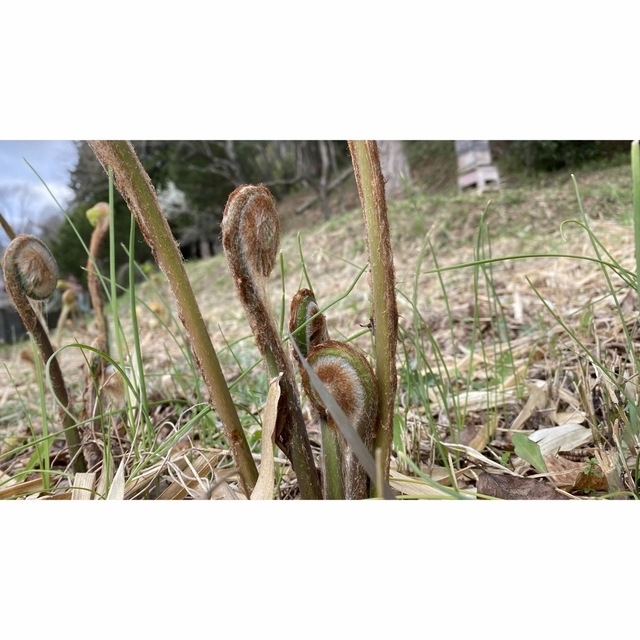 乾燥ぜんまい　だいたい1キロ　栃木産