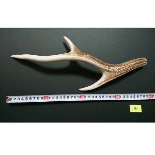 ④鹿 ツノ 角 つの インテリア 約38cm(その他)