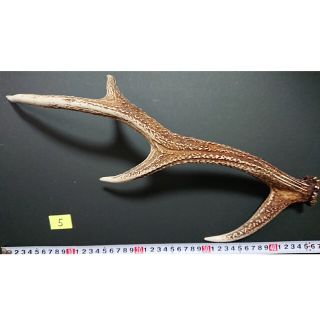 ⑤鹿 ツノ 角 つの 美品 インテリア 約48cm(置物)