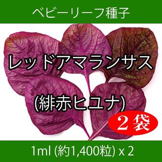 ベビーリーフ種子 B-38 レッドアマランサス(緋赤ヒユナ) 1ml x 2袋(野菜)