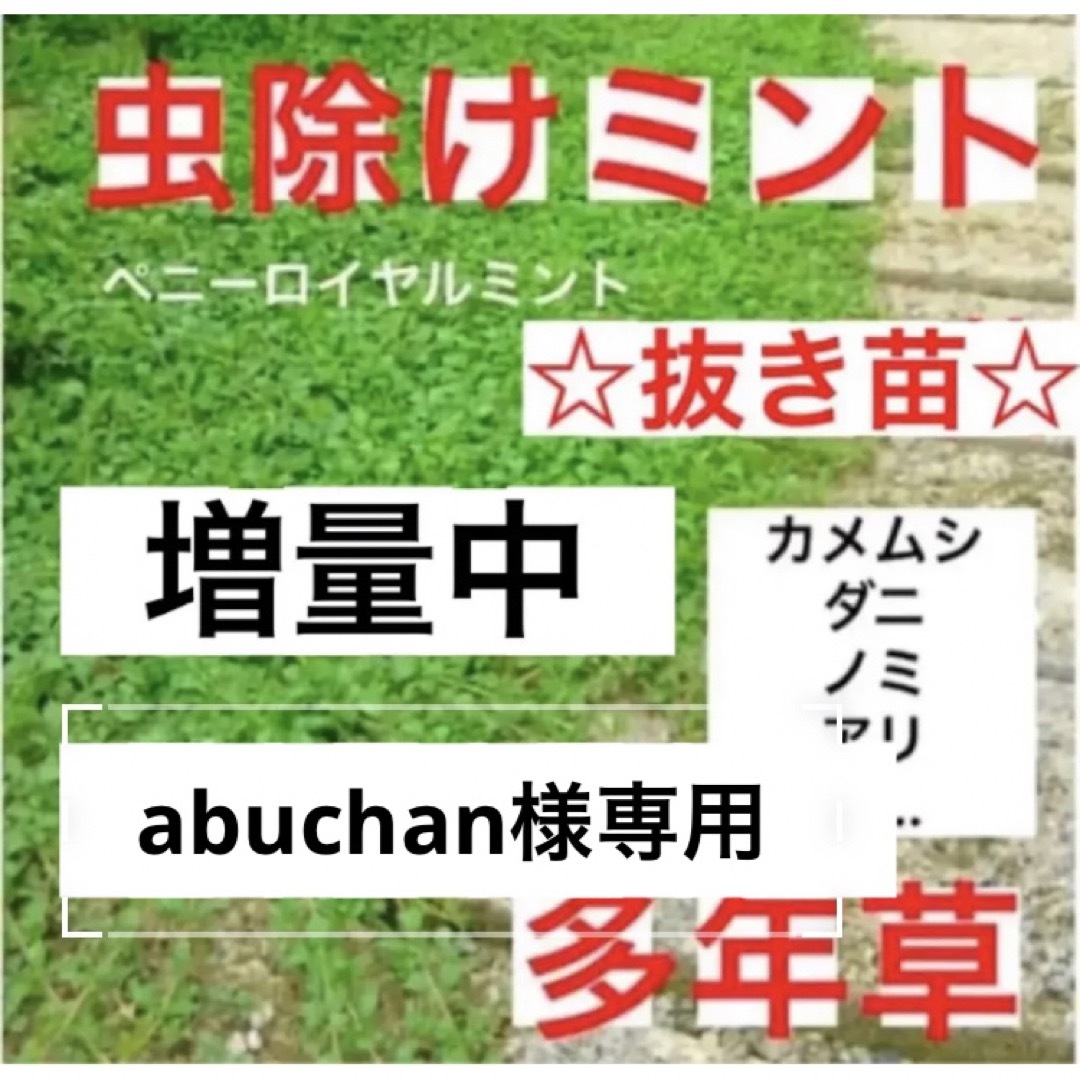 B3☆虫除け効果☆抜き苗☆ペニーロイヤルミント⛳️初心者向き☆ ハンドメイドのフラワー/ガーデン(プランター)の商品写真