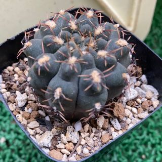 多肉植物　竜頭　瑞昌玉　サボテン　ギムノカリキウム(その他)